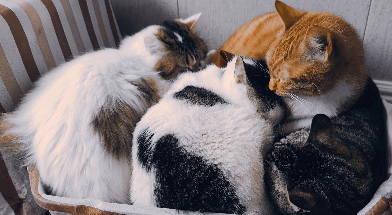 猫 睡觉的猫 宠物 - Pixabay上的免费照片 - Pixabay