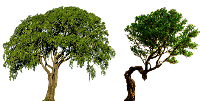 Free Tree Foliage photo and picture