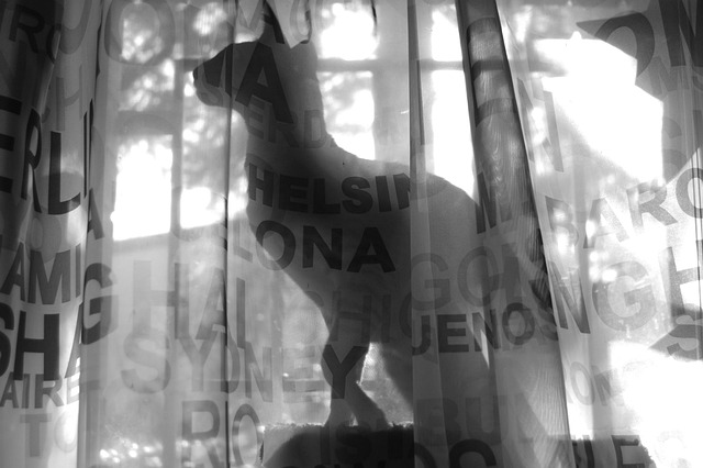 Free Cat Black-And-White photo and picture