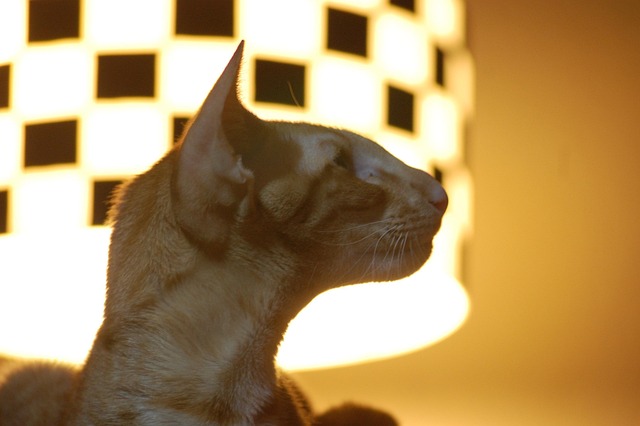 Free Cat Light photo and picture