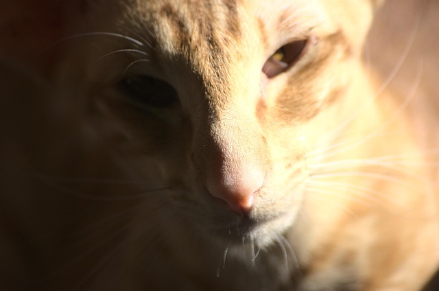 Free Cat Close Up photo and picture