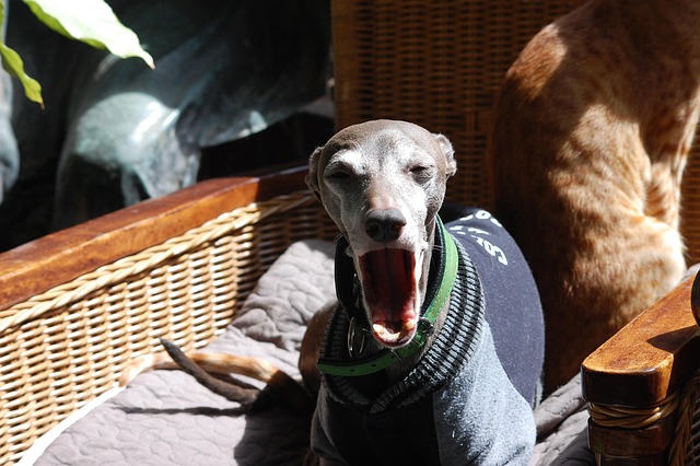 Free Dog Yawning photo and picture