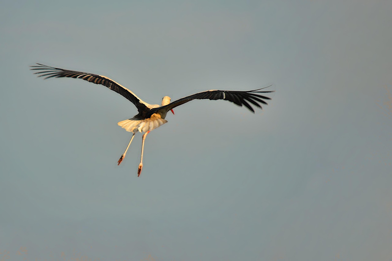 Stork Fly Flight It Flies - Free photo on Pixabay - Pixabay