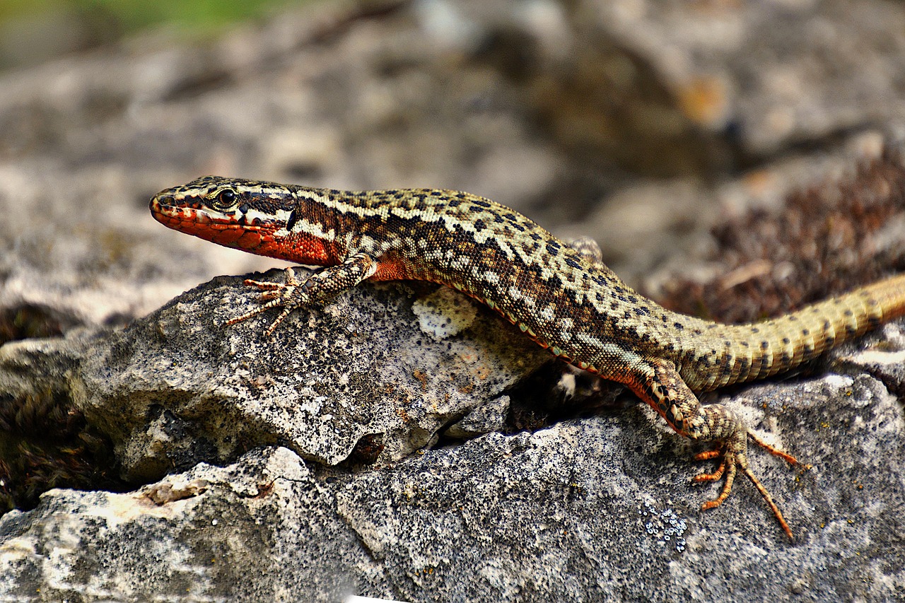 Lizard - free online jigsaw puzzle photo