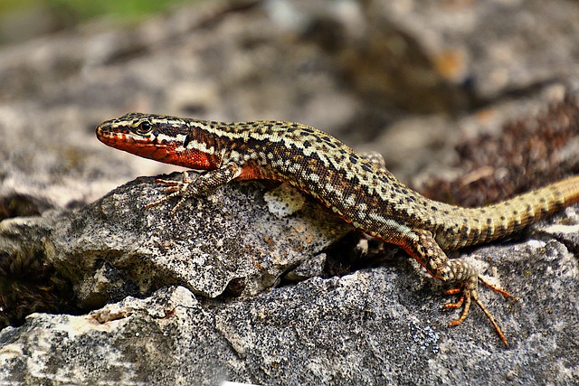 Free Lizard Reptile photo and picture