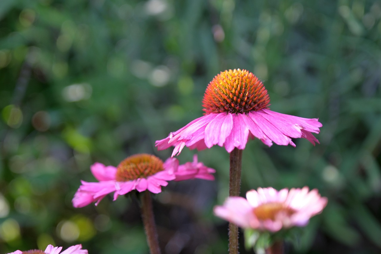 Flower Coneflower Echinacea - Free photo on Pixabay - Pixabay