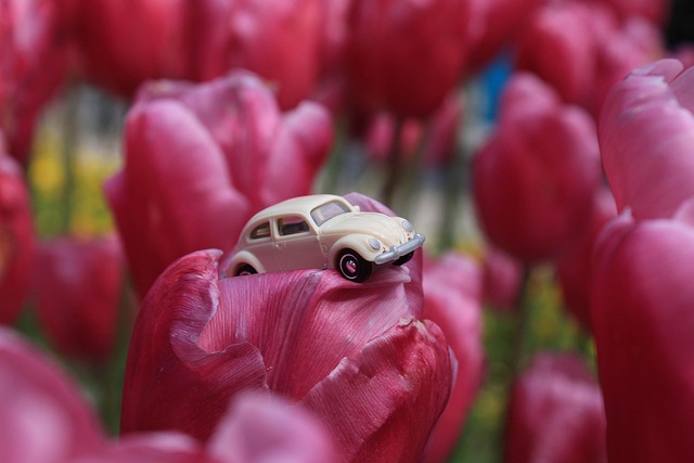 Free Car Flower photo and picture