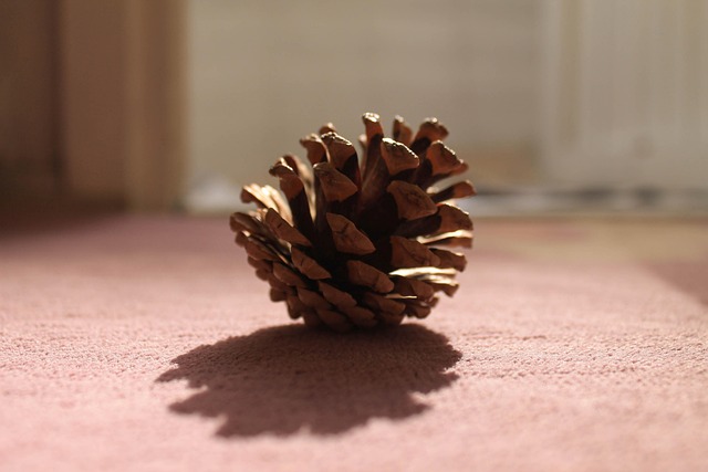 Free Cone Nature photo and picture