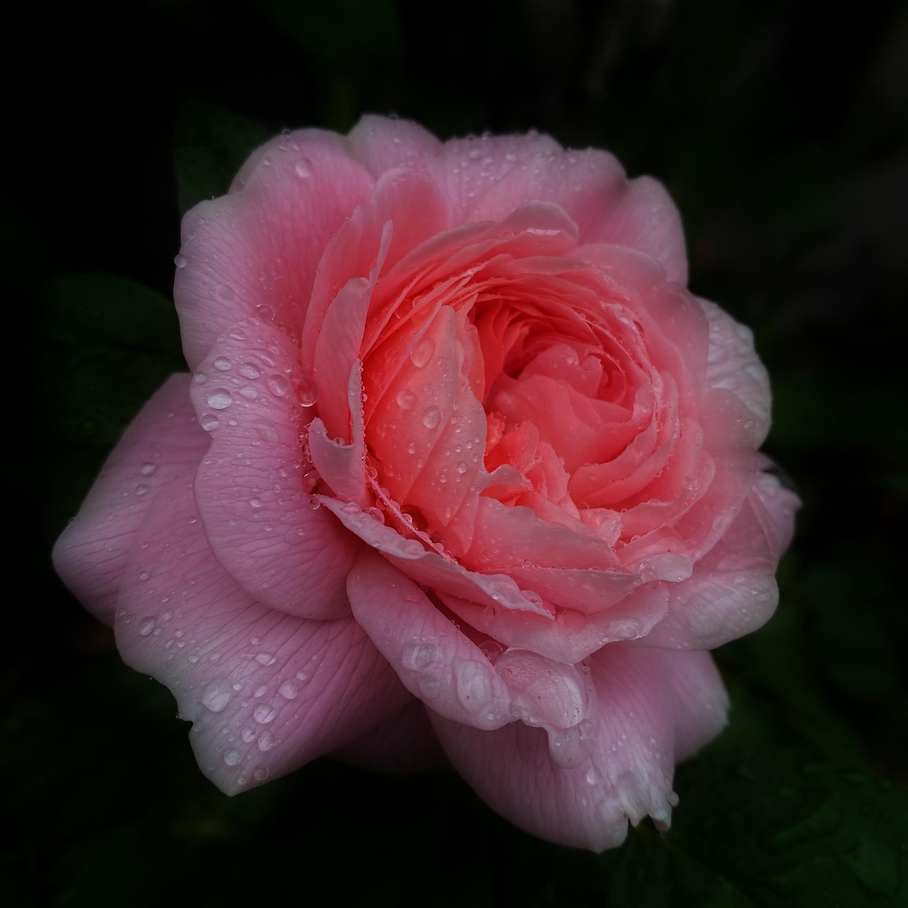 Floare Trandafir Floră - Fotografie gratuită pe Pixabay - Pixabay