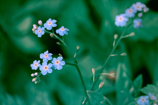 Free Flowers Blue Flowers photo and picture