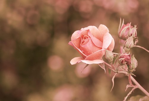 Free Flower Beautiful Flowers photo and picture