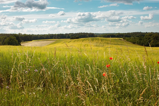 Feld, Sommer, Himmel, Wolken, Mohn