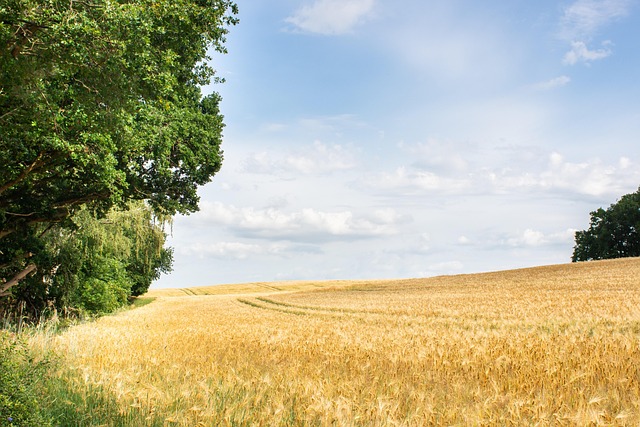 Feld, Weizen, Landwirtschaft, Himmel
