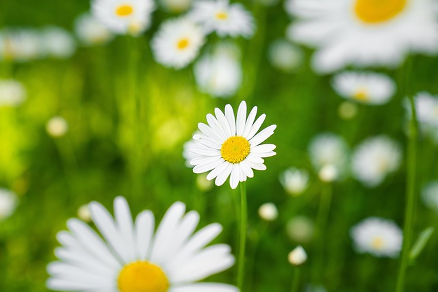 Blume, Gänseblümchen, Sommer