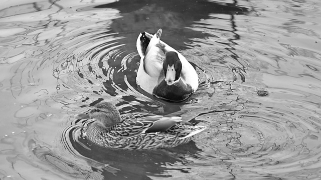 Free Ducks Water photo and picture