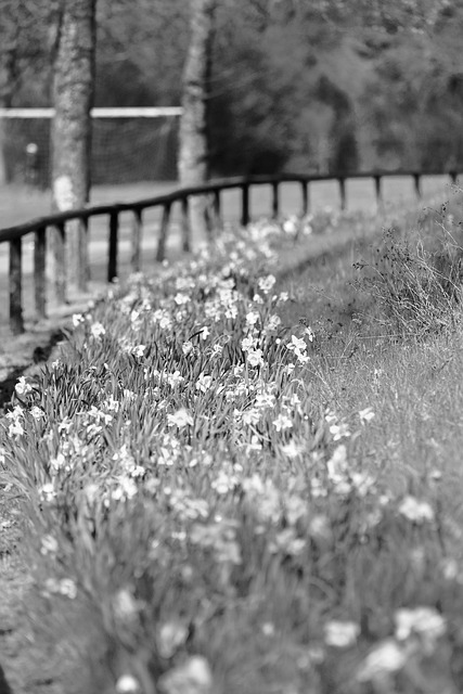 Free Flower Fence photo and picture