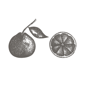 Mandarínka, Citrusy, Ovocie, Skica