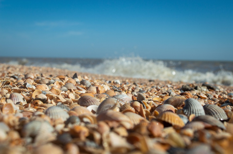 Wave Shell Seashells Sea Surf - Free photo on Pixabay - Pixabay