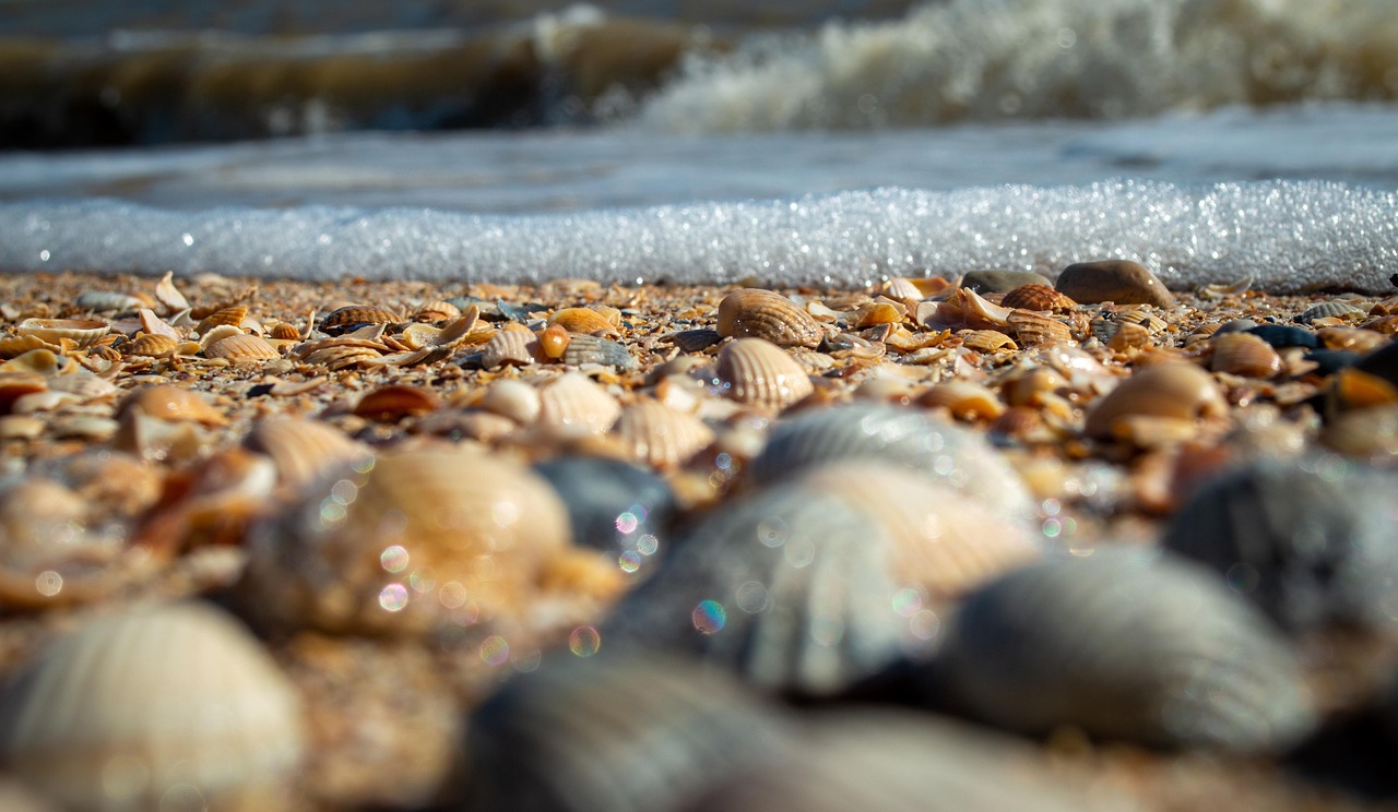 https://cdn.pixabay.com/photo/2022/07/11/14/18/seashells-7315124_1280.jpg