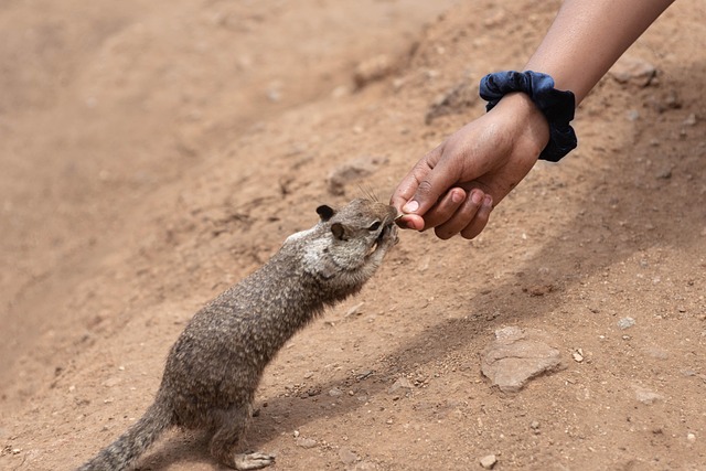 Free Squirrel Animals photo and picture