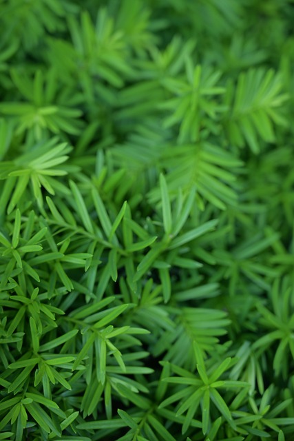 Free Ferns Plants photo and picture