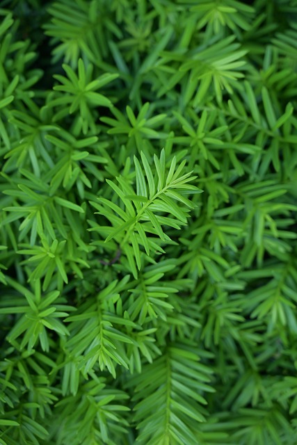 Free Ferns Phone Wallpaper photo and picture