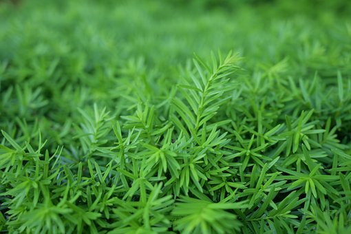 Free Ferns Hd Wallpaper photo and picture