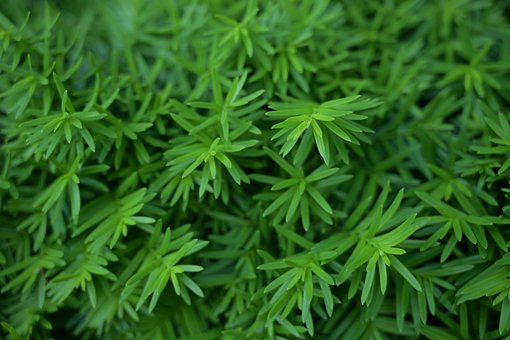 Free Trees Green photo and picture