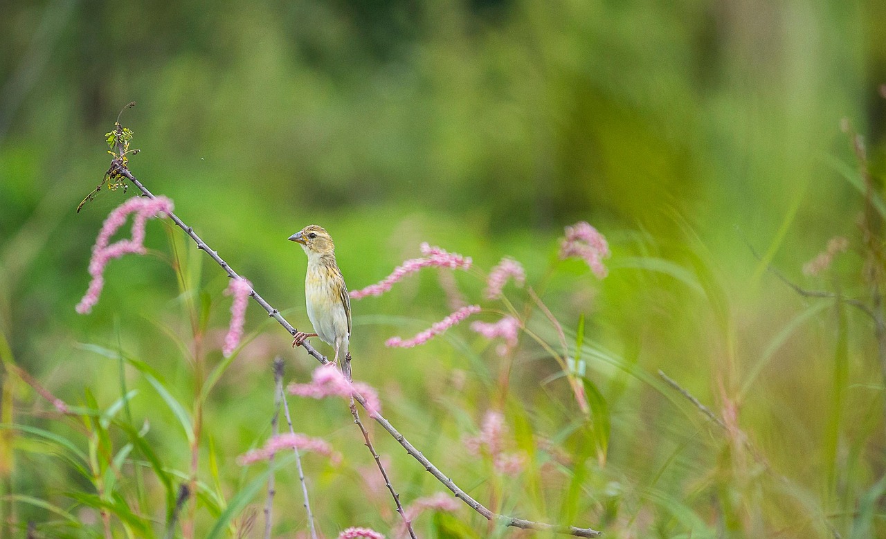 Oiseau Nature Ornithologie Photo Gratuite Sur Pixabay Pixabay oiseau-nature-ornithologie-photo-gratuite-sur-pixabay-pixabay
