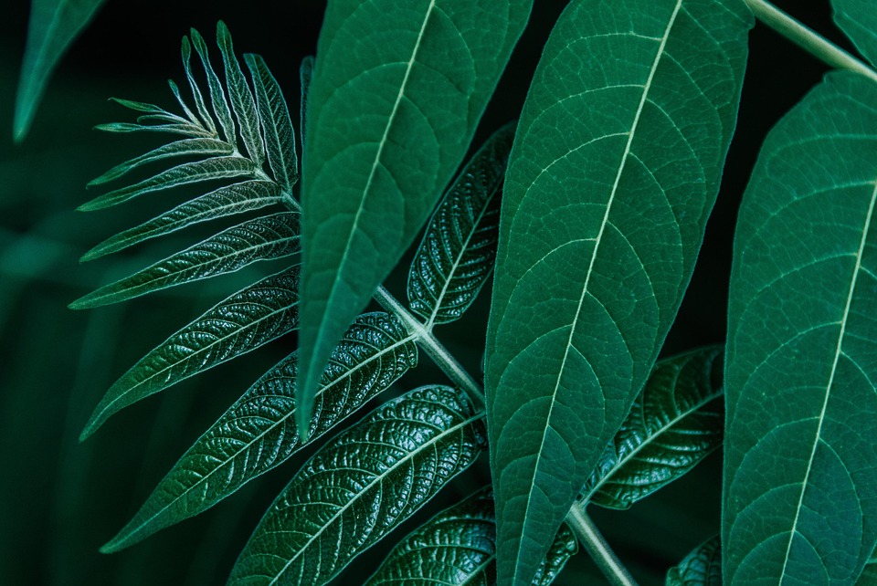 leaves-7315496_960_720.jpg