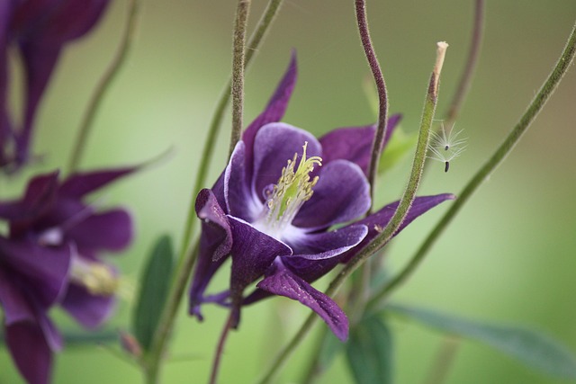 Bunga Bloom Mekar - Foto gratis di Pixabay - Pixabay