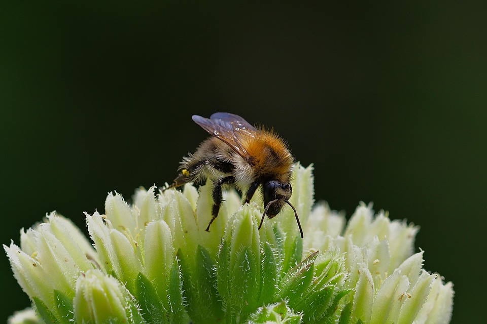 wild-bee-7315603_960_720.jpg