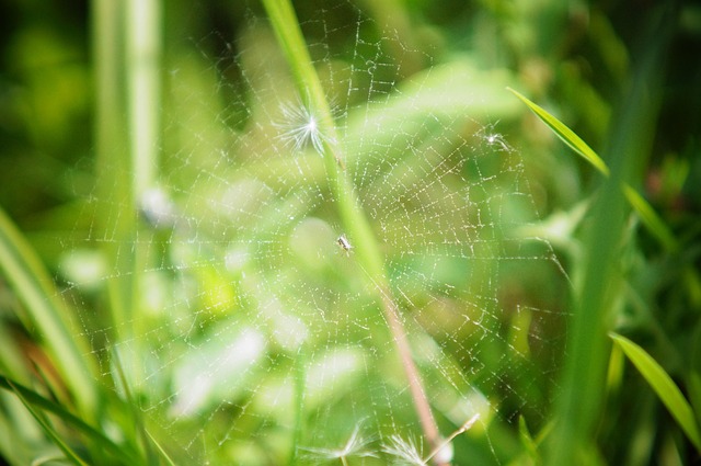 Free Little Spider Cobweb In The Grass photo and picture
