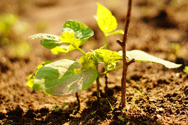 Free Beans Bush photo and picture
