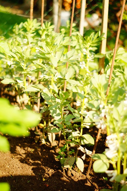 Free Broad Bean Patch photo and picture