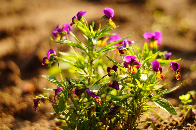 Free Pansies Violet photo and picture