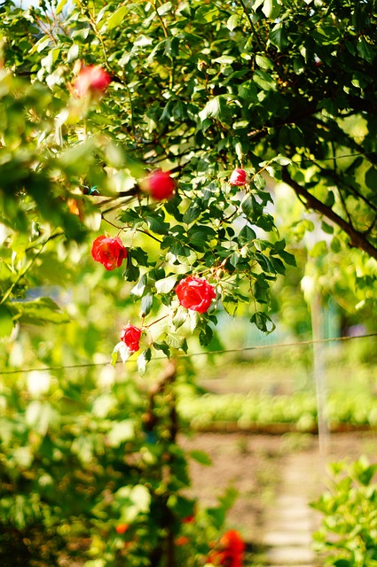 Free Rose Climbing photo and picture
