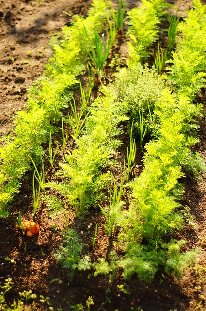 Free Carrot Patch photo and picture