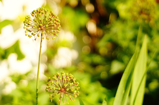 Free Flower Garlic photo and picture