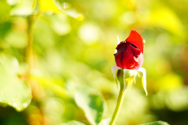 Free Red Rose Red Rose Bud photo and picture