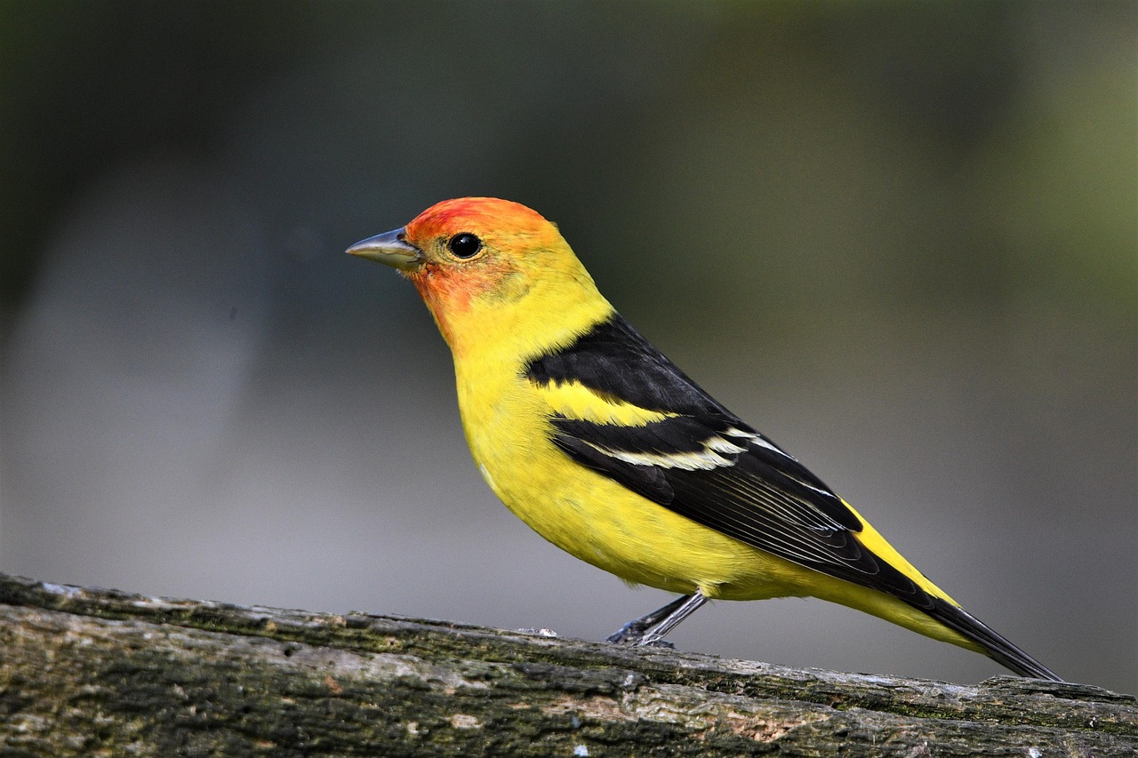 4 000 Free Western Tanagers Tanager Images Pixabay