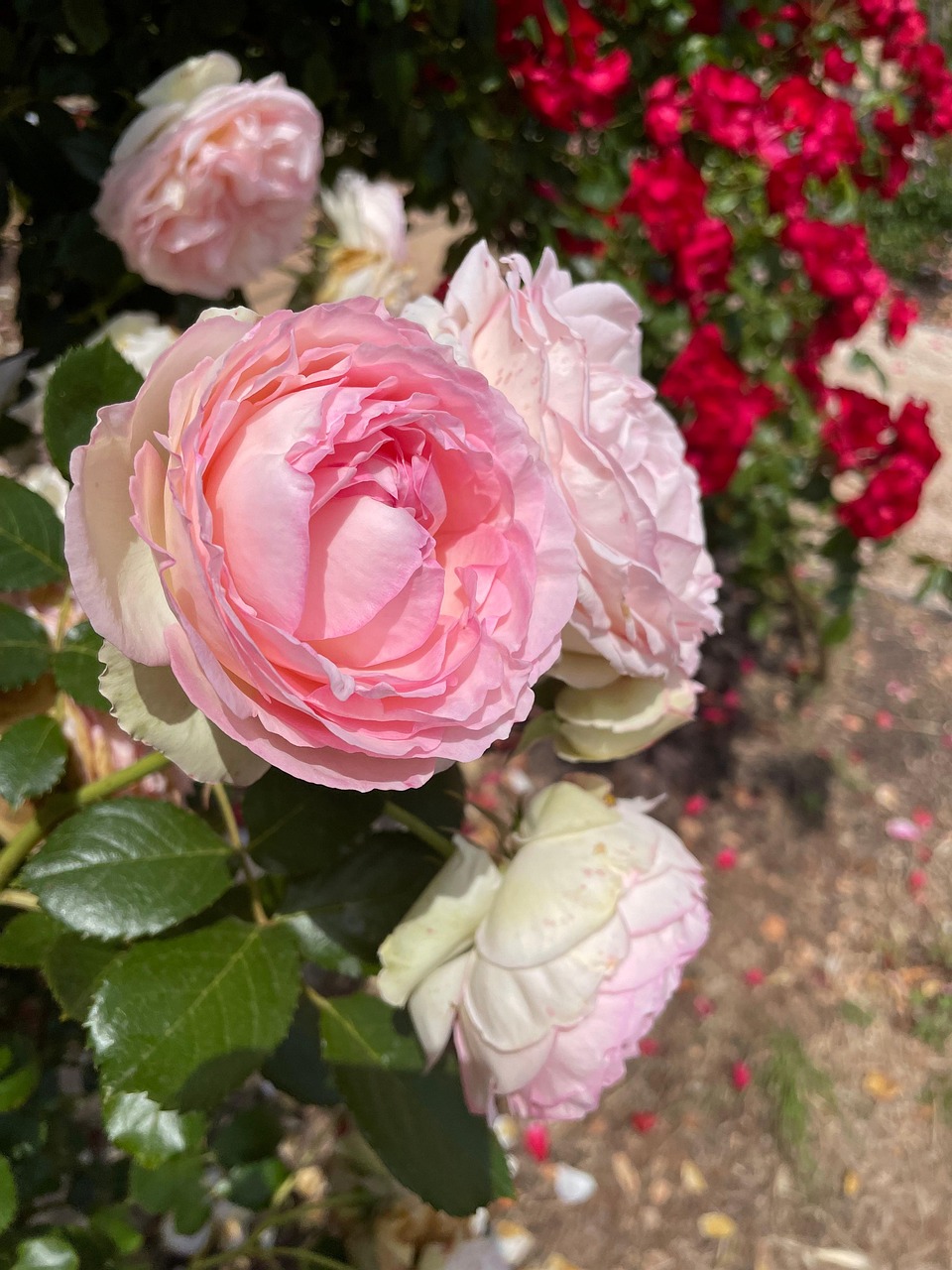Wunderschone Rosen Welcher Dunger Bild