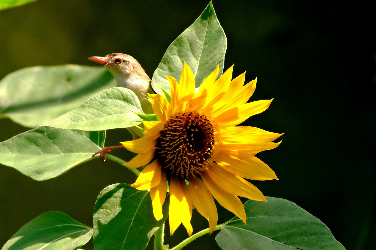 Sunflower Bird Flora Free photo on Pixabay Pixabay