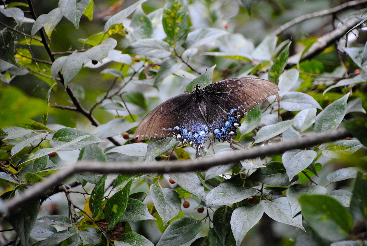 Black Butterfly Insects Animals - Free photo on Pixabay - Pixabay