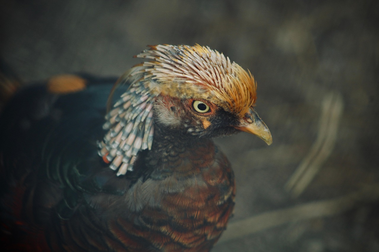 https://cdn.pixabay.com/photo/2022/07/12/00/24/bird-7316260_1280.jpg