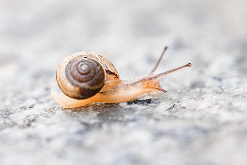 Schnecke, Hülse, Tier, Natur, Molluske