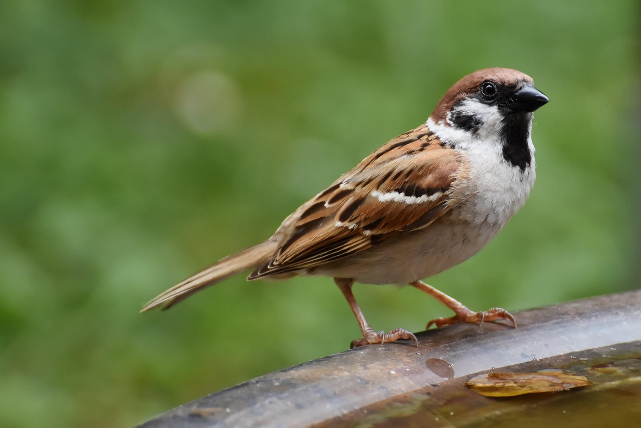 5 000 Free Sparrow Bird Images Pixabay
