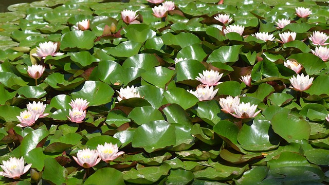 Free Lotus Flowers photo and picture