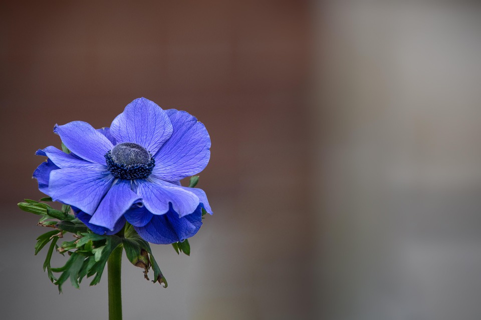 アネモネ 花 植物 Pixabayの無料写真 アネモネ 花 植物 Pixabayの無料写真