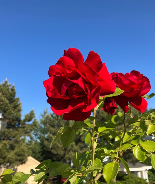 Rose, Blomst, Have